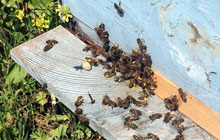 Petek,Kovan,S�zme Bal Sat���