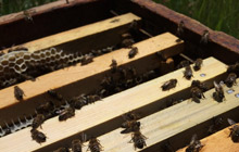 Bal Ar�s� �retim ve Sat���