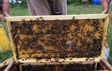 Do�al �i�ek Bal�